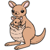Kangaroo