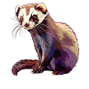 Ferret Frettchen