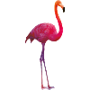 Couleurs flamant rose