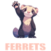 Ferret Frettchen