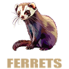 Furet Frettchen