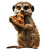 Suricate