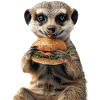 Meerkat