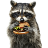 Waschbär
