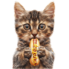 Katze