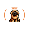 Café et Leonberger