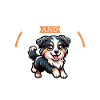 Coffee and Miniature American Shepherd