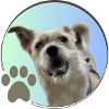 Lina logo with paw