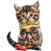 Katze