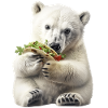 Polar bear