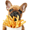 Chien