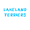Lakeland Terrier