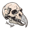 Vulture Head Skeleton