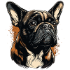 Bouledogue français