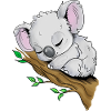 Koala endormi