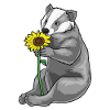 Badger Sunflower Flowers