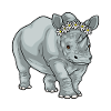 Rhinoceros Daisies