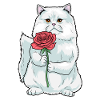 Rose perse Cat