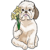 Shih Tzu Narcissus