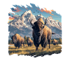 Bisons Bison