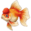 Veiltail Oranda Goldfish