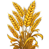 Wheat