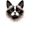Ragdoll Kat Ragdoll Kat Søde Ragdoll Katte
