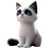 Ragdoll Cat Ragdoll Cat Cute Ragdoll Cats