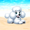 Poodle 5