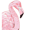 Pink flamingo head