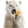 Polar bear