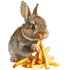 Rabbit