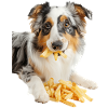 Australian Shepherd