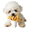 Bichon Frisé