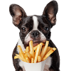 Boston Terrier