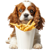 Cavalier King Spaniel