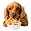 Cocker Spaniel