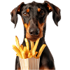 Doberman