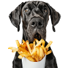 Great Dane