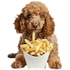 Caniche