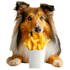 Shetland Sheepdog