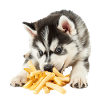 Siberian Husky