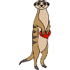 Suricate