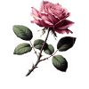 Thorns & Beauty – Rebellische Rosenästhetik