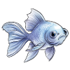 Blue Veiltail Goldfish