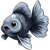 Silver Veiltail Goldfish