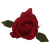 Red rose, flower, top view