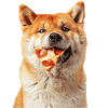 Akita