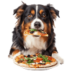 Australian Shepherd