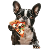 Boston Terrier